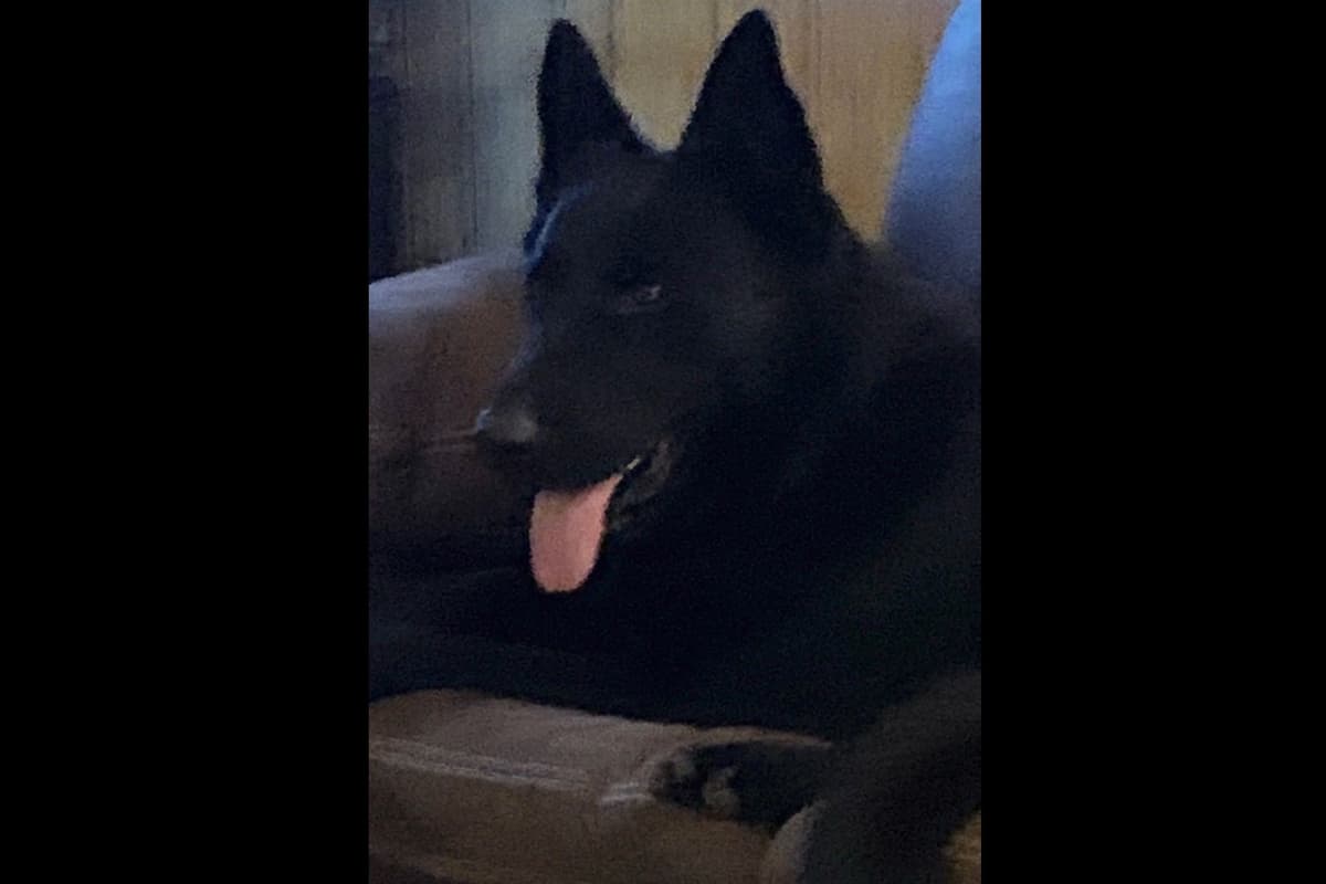 Weizen German Shepherds (Bred With H.E.A.R.T.) breeder image 93