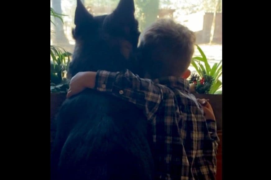 Weizen German Shepherds (Bred With H.E.A.R.T.) breeder image 94