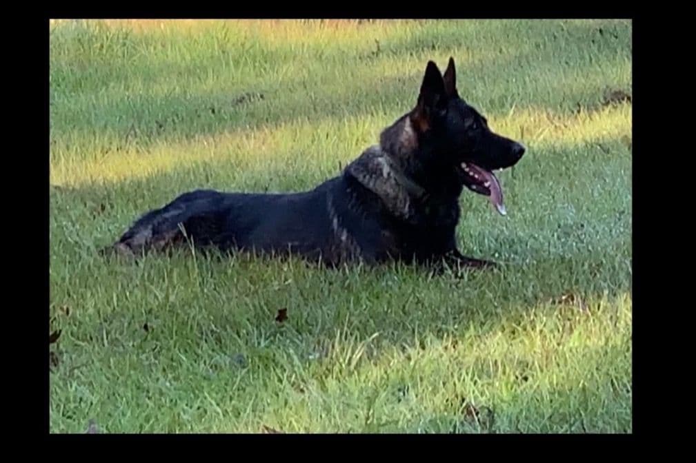 Weizen German Shepherds (Bred With H.E.A.R.T.) breeder image 1