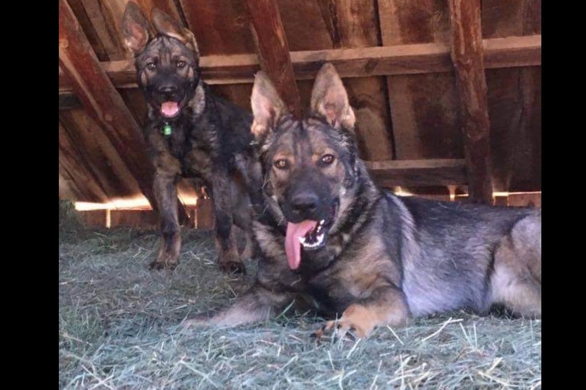 Weizen German Shepherds (Bred With H.E.A.R.T.) breeder image 73