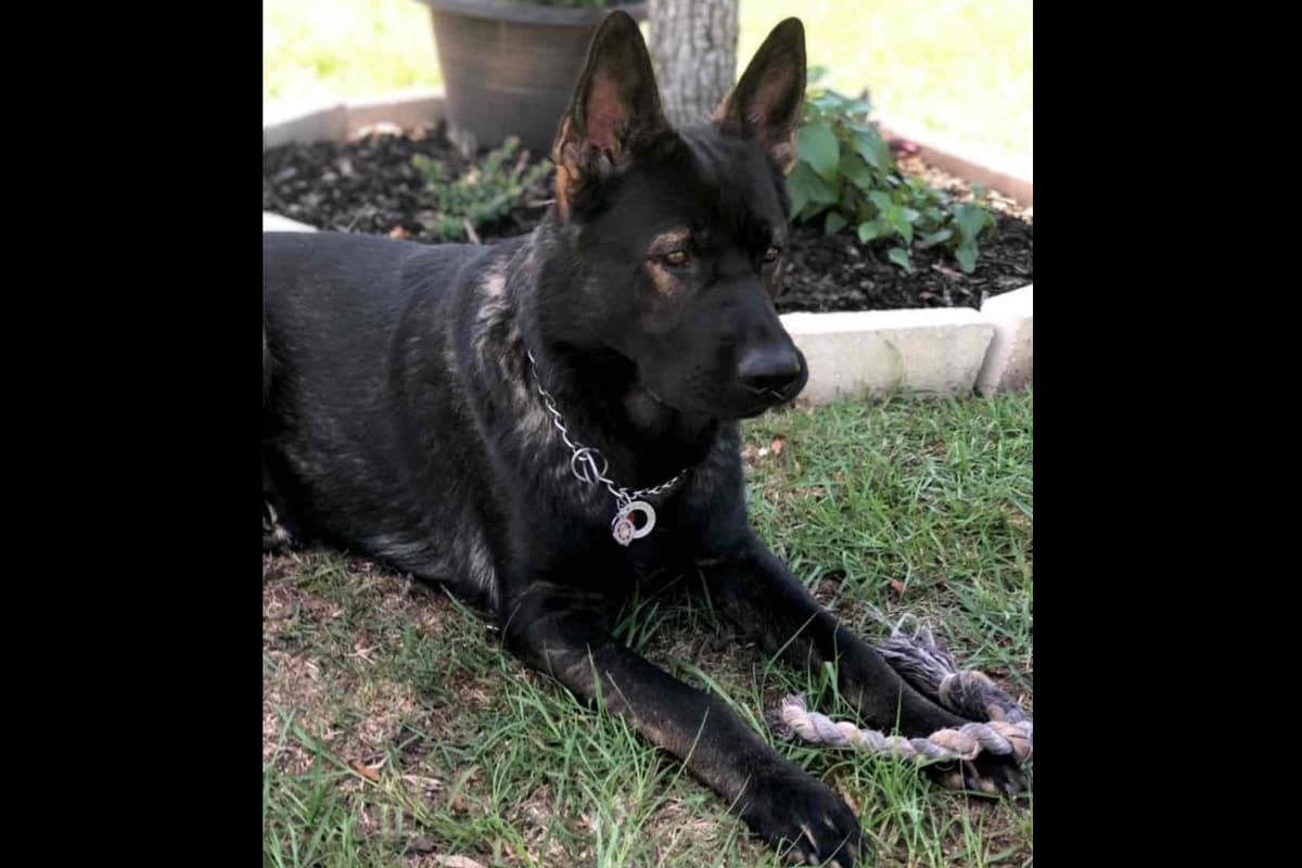 Weizen German Shepherds (Bred With H.E.A.R.T.) breeder image 98