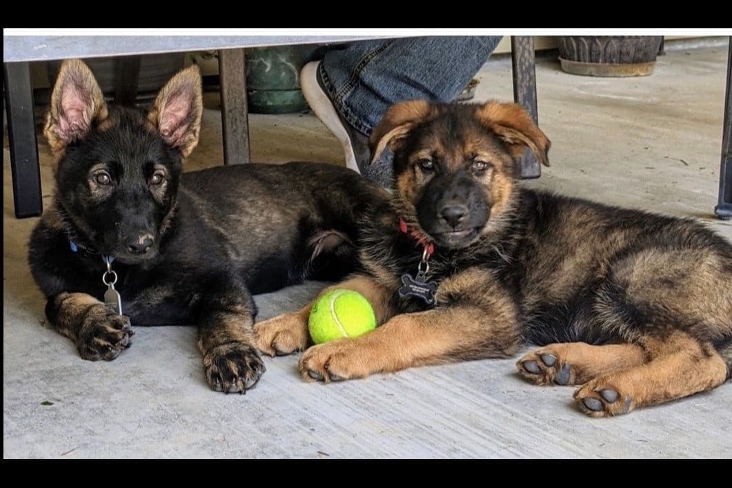Weizen German Shepherds (Bred With H.E.A.R.T.) breeder image 96