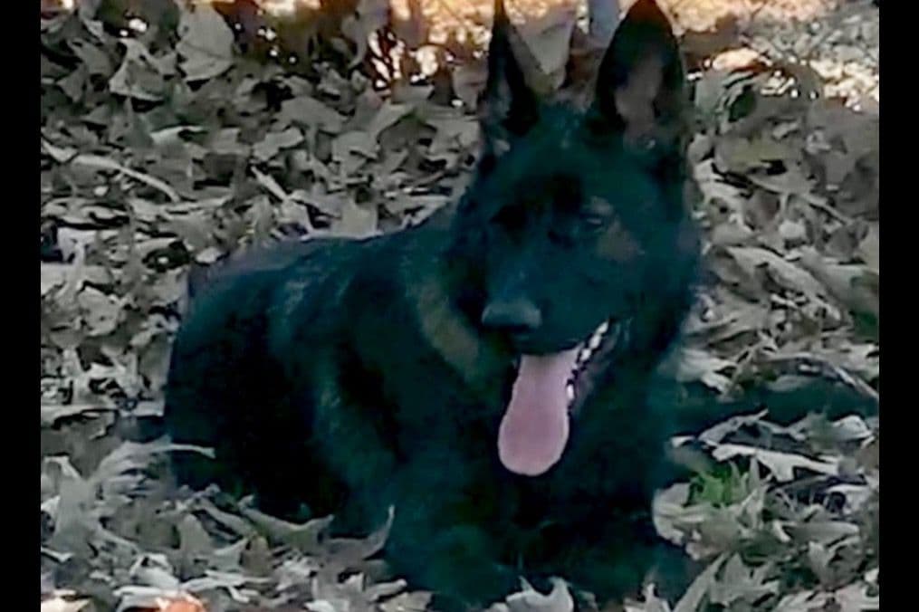 Weizen German Shepherds (Bred With H.E.A.R.T.) breeder image 18
