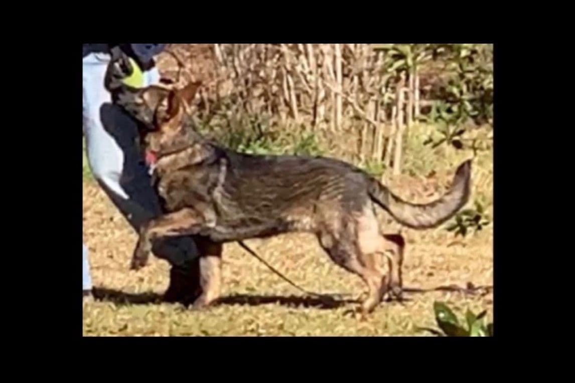 Weizen German Shepherds (Bred With H.E.A.R.T.) breeder image 16