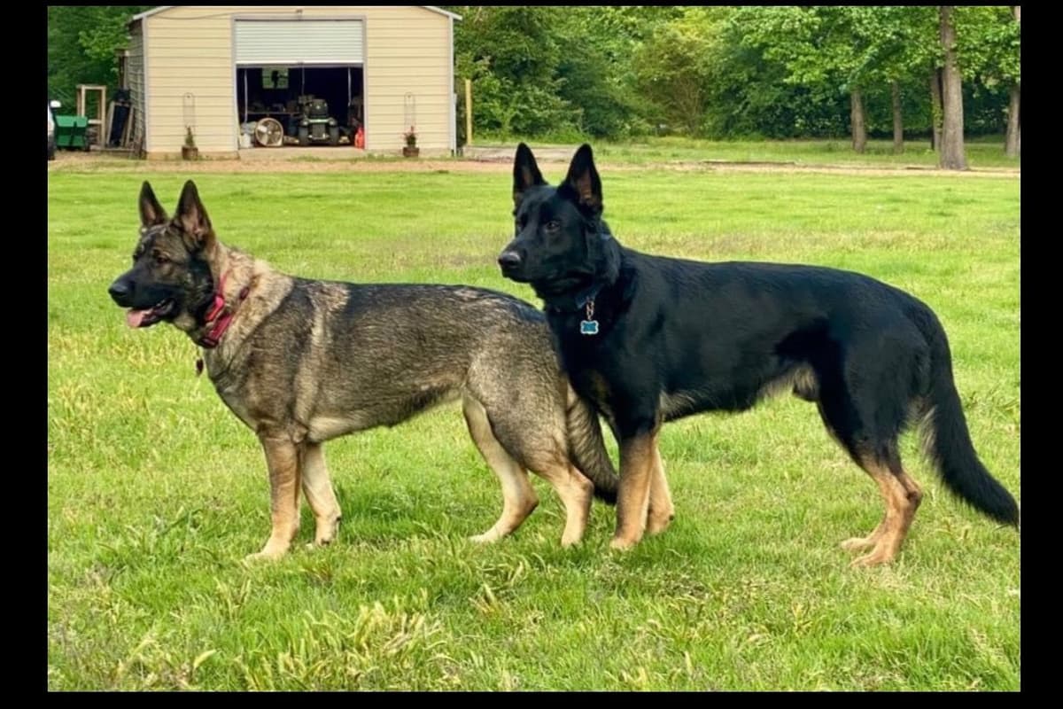 Weizen German Shepherds (Bred With H.E.A.R.T.) breeder image 102