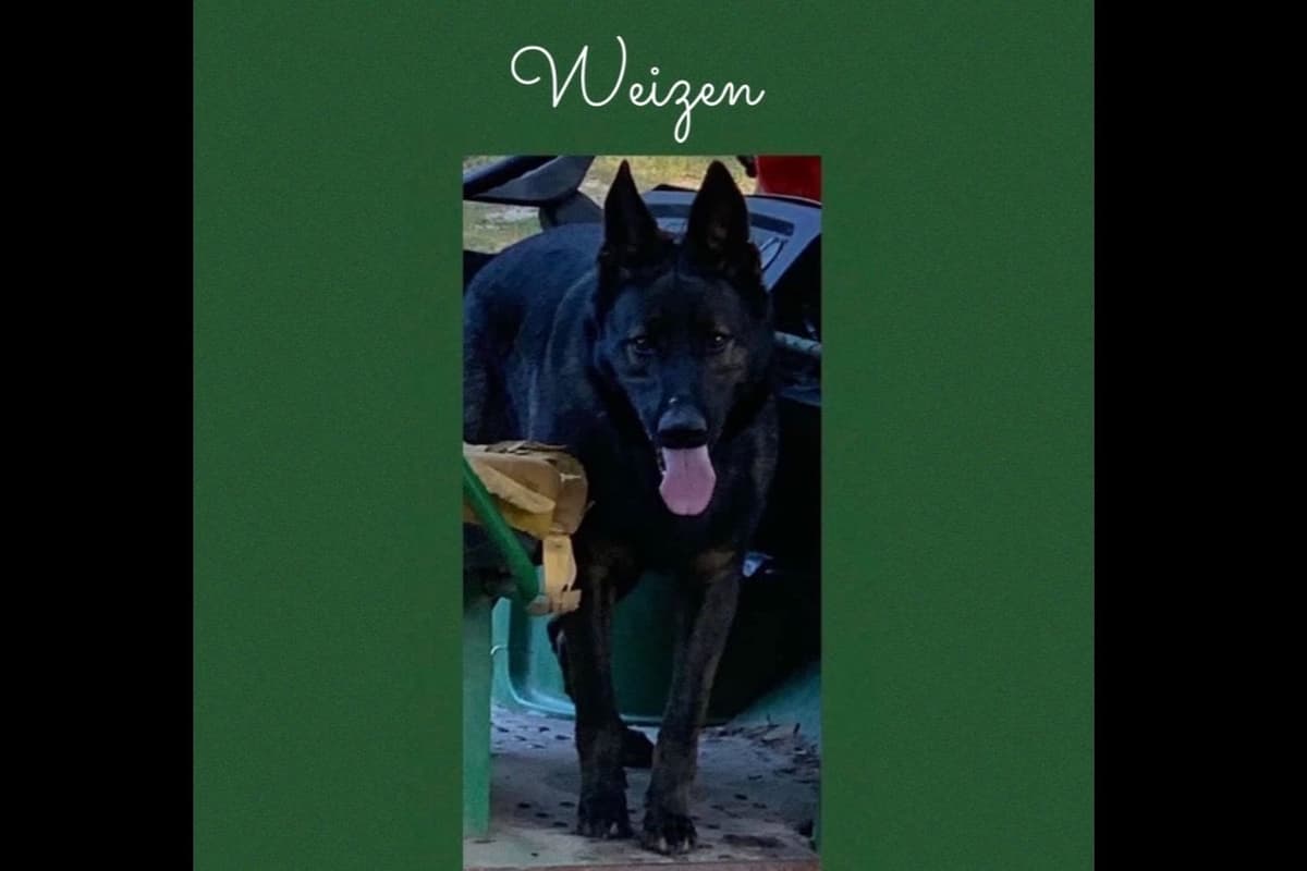 Weizen German Shepherds (Bred With H.E.A.R.T.) breeder image 4
