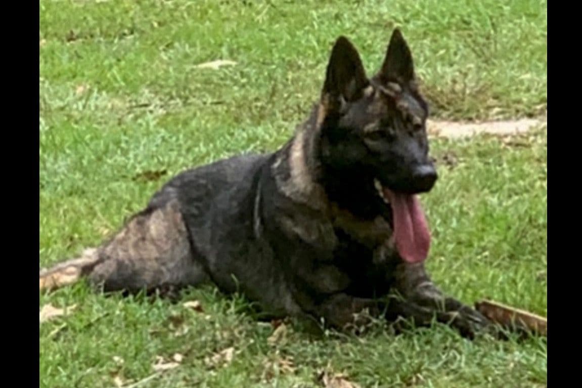 Weizen German Shepherds (Bred With H.E.A.R.T.) breeder image 10