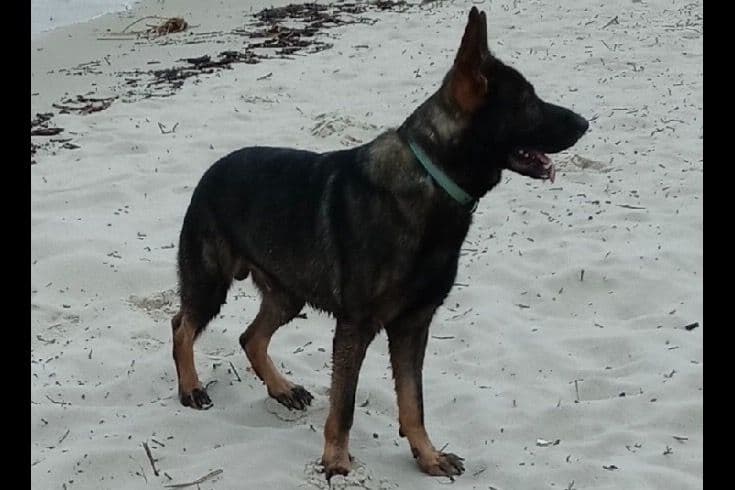 Weizen German Shepherds (Bred With H.E.A.R.T.) breeder image 101