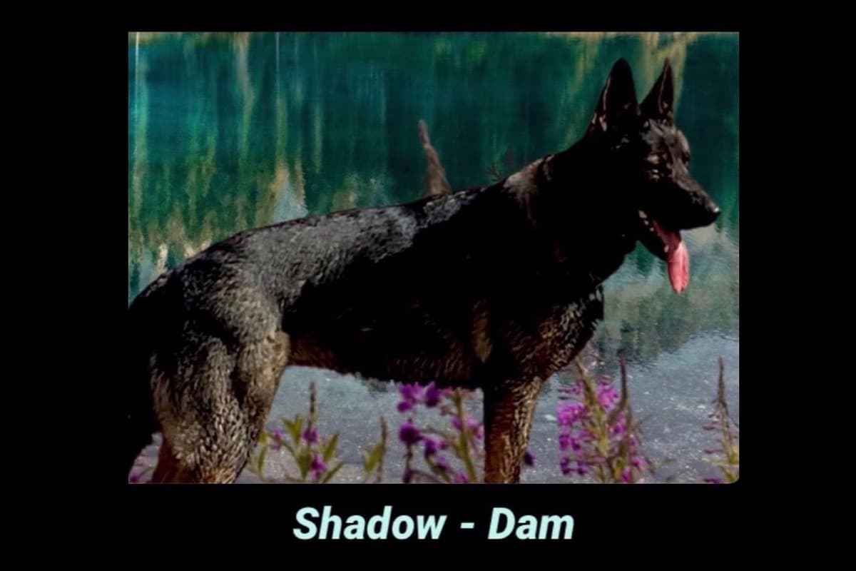 Weizen German Shepherds (Bred With H.E.A.R.T.) breeder image 6