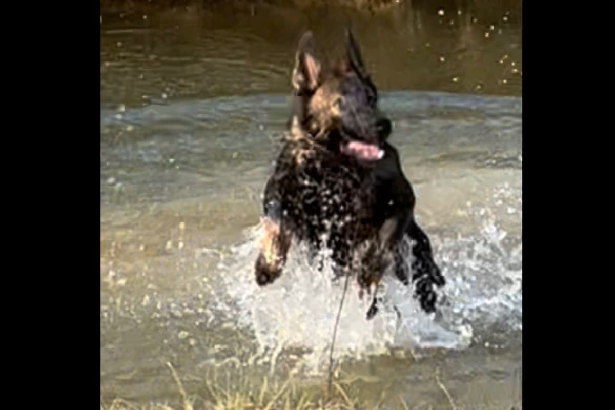 Weizen German Shepherds (Bred With H.E.A.R.T.) breeder image 7