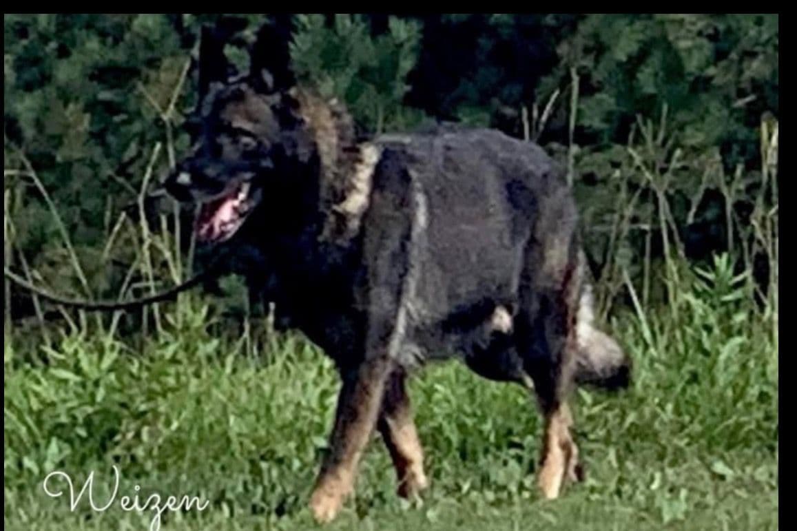Weizen German Shepherds (Bred With H.E.A.R.T.) breeder image 9