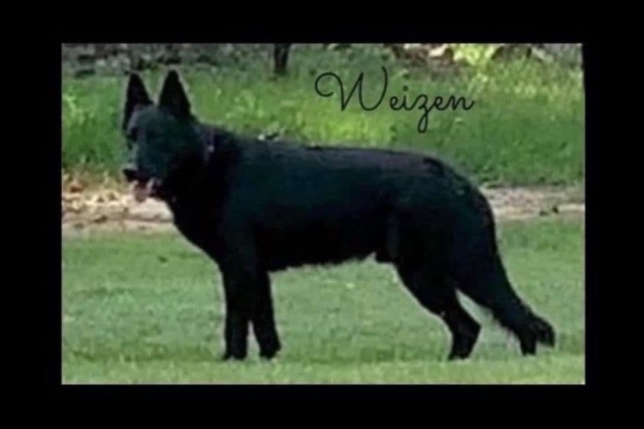 Weizen German Shepherds (Bred With H.E.A.R.T.) breeder image 2