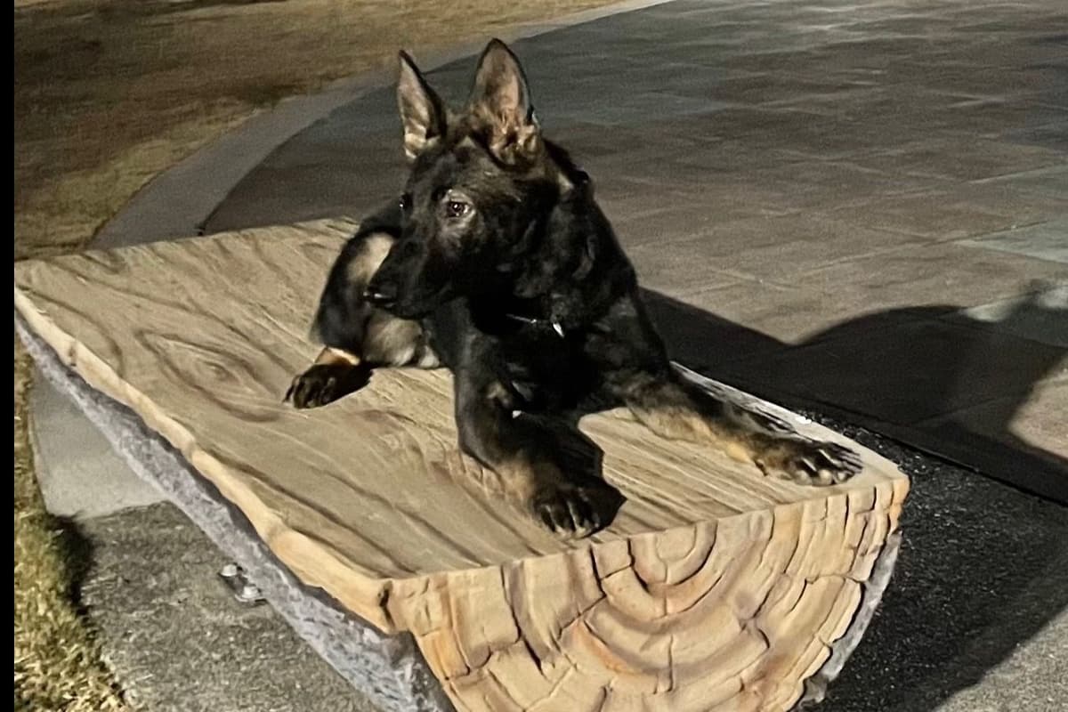 Weizen German Shepherds (Bred With H.E.A.R.T.) breeder image 99