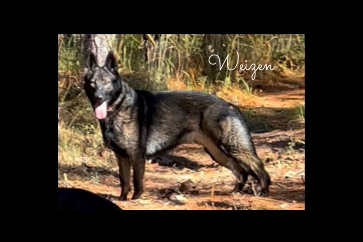 Weizen German Shepherds (Bred With H.E.A.R.T.) breeder image 3