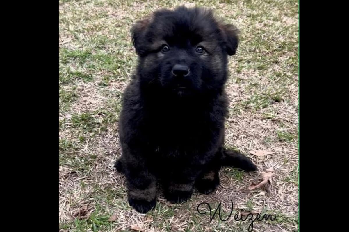 Weizen German Shepherds (Bred With H.E.A.R.T.) breeder image 13