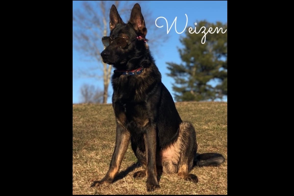 Weizen German Shepherds (Bred With H.E.A.R.T.) breeder image 81