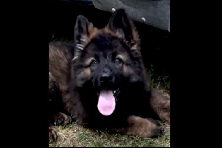 Weizen German Shepherds (Bred With H.E.A.R.T.) breeder image 8