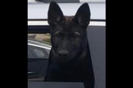 Weizen German Shepherds (Bred With H.E.A.R.T.) breeder image 100
