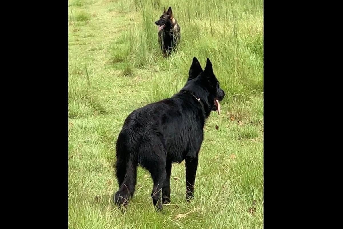 Weizen German Shepherds (Bred With H.E.A.R.T.) breeder image 103