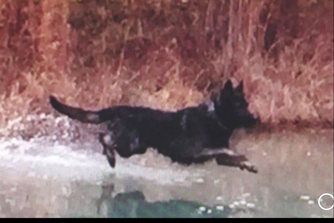 Weizen German Shepherds (Bred With H.E.A.R.T.) breeder image 107