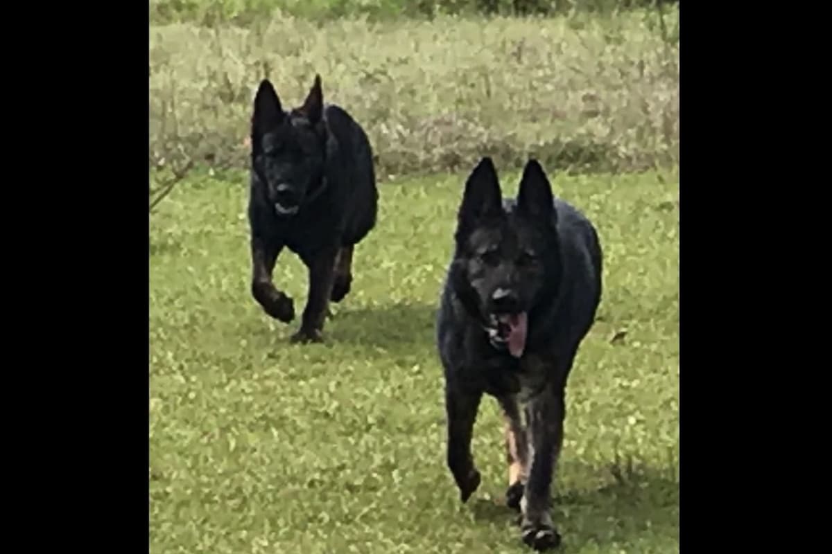 Weizen German Shepherds (Bred With H.E.A.R.T.) breeder image 115