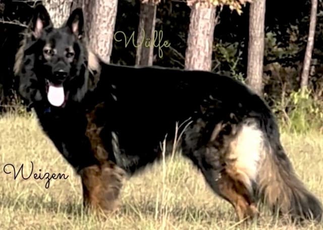 Weizen German Shepherds (Bred with H.E. A.R.T.) media 2