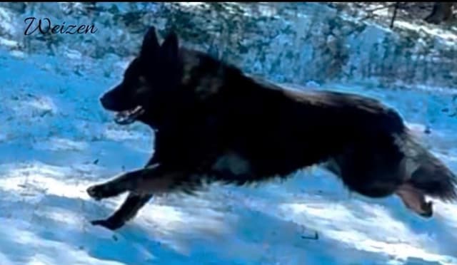 Weizen German Shepherds (Bred with H.E. A.R.T.) media 3