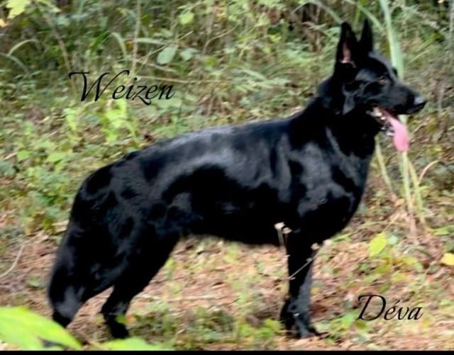Weizen German Shepherds (Bred with H.E. A.R.T.) media 4