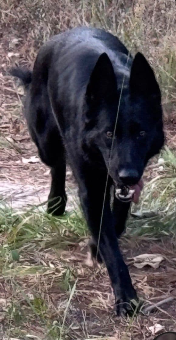 Weizen German Shepherds (Bred with H.E. A.R.T.) media 5