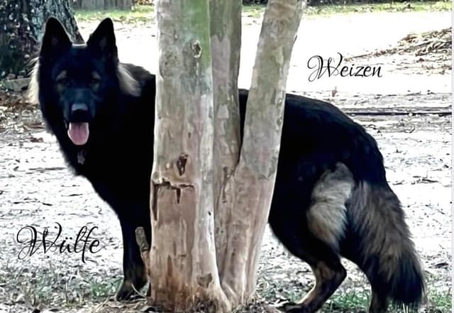 Weizen German Shepherds (Bred with H.E. A.R.T.) media 6