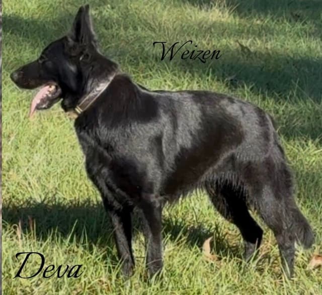 Weizen German Shepherds (Bred with H.E. A.R.T.) media 7