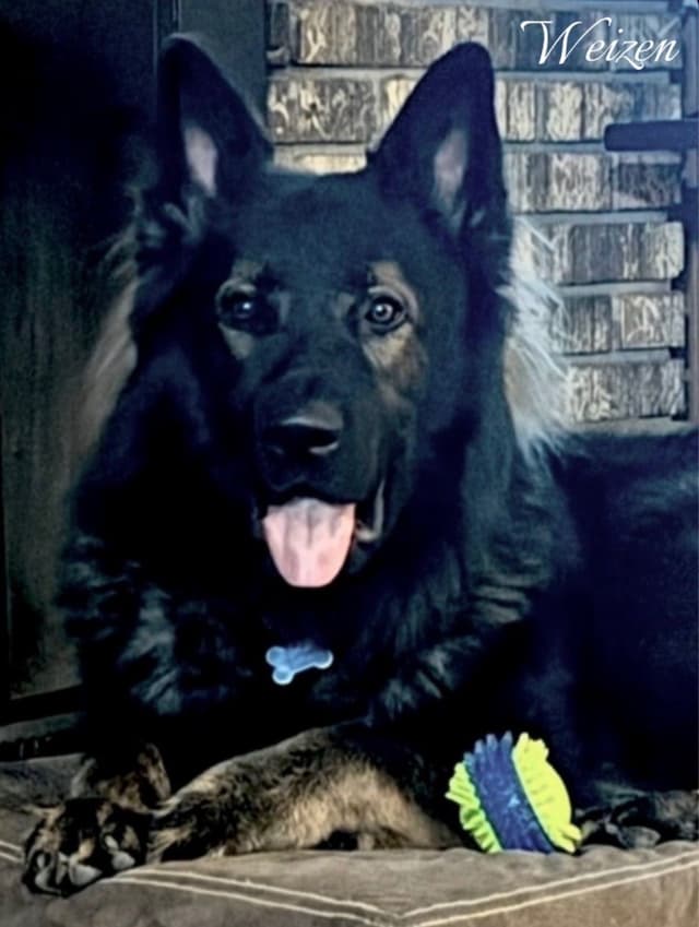 Weizen German Shepherds (Bred with H.E. A.R.T.) media 8