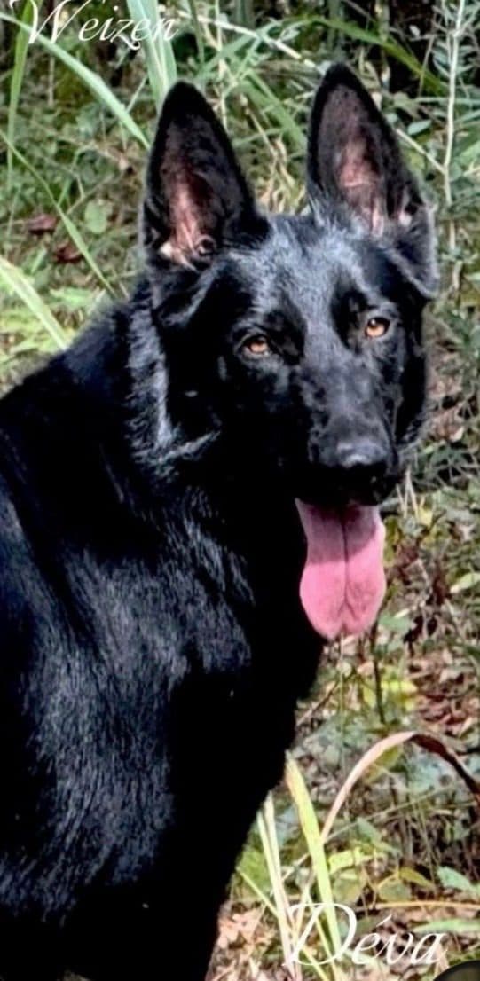 Weizen German Shepherds (Bred with H.E. A.R.T.) media 9