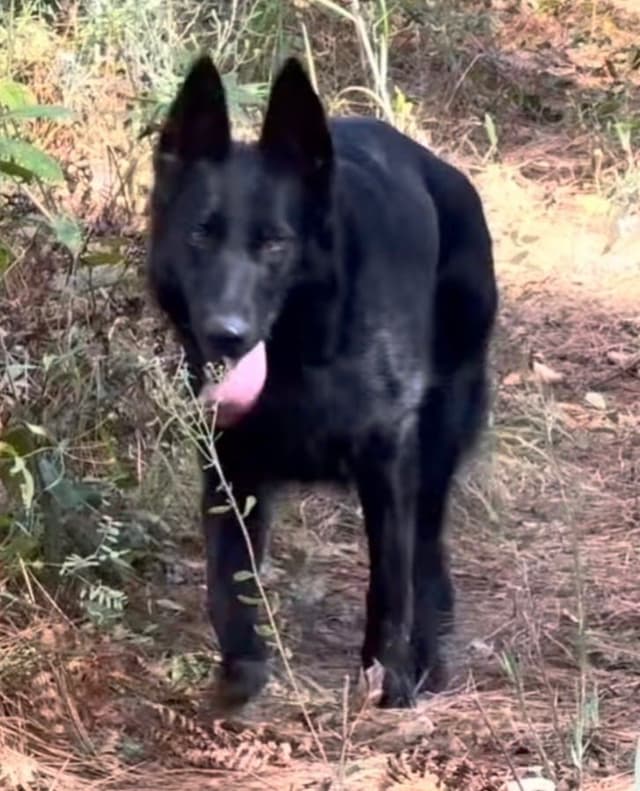 Weizen German Shepherds (Bred with H.E. A.R.T.) media 10