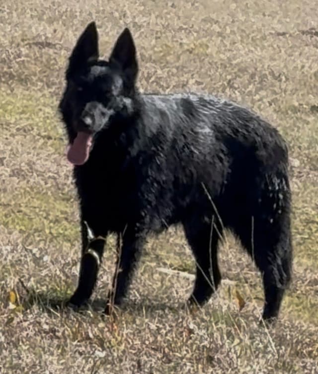 Weizen German Shepherds (Bred with H.E. A.R.T.) media 11