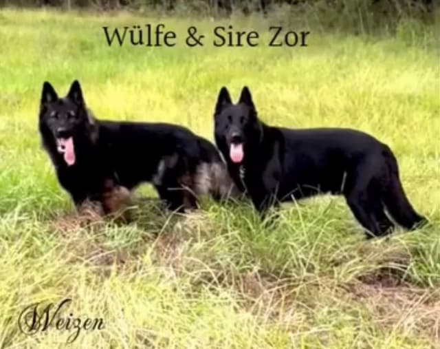 Weizen German Shepherds (Bred With H.E.A.R.T.) media 10