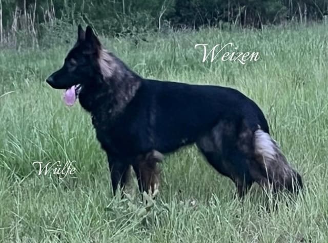 Weizen German Shepherds (Bred With H.E.A.R.T.) media 12