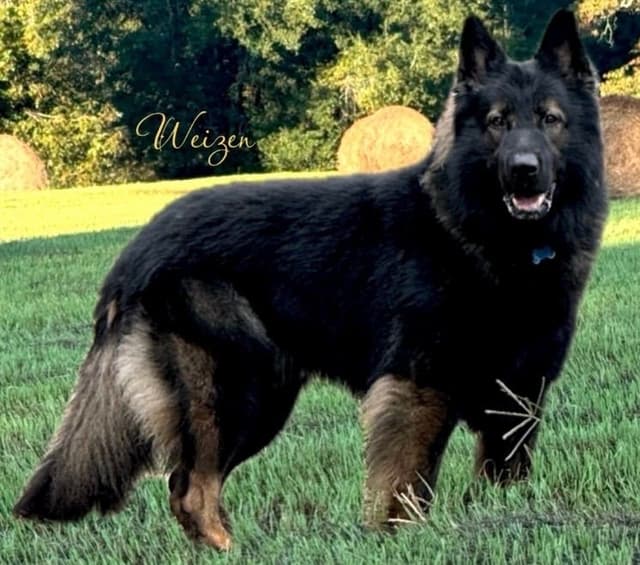 Weizen German Shepherds (Bred With H.E.A.R.T.) media 7