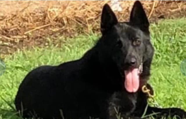 Weizen German Shepherds (Bred With H.E.A.R.T.) media 13