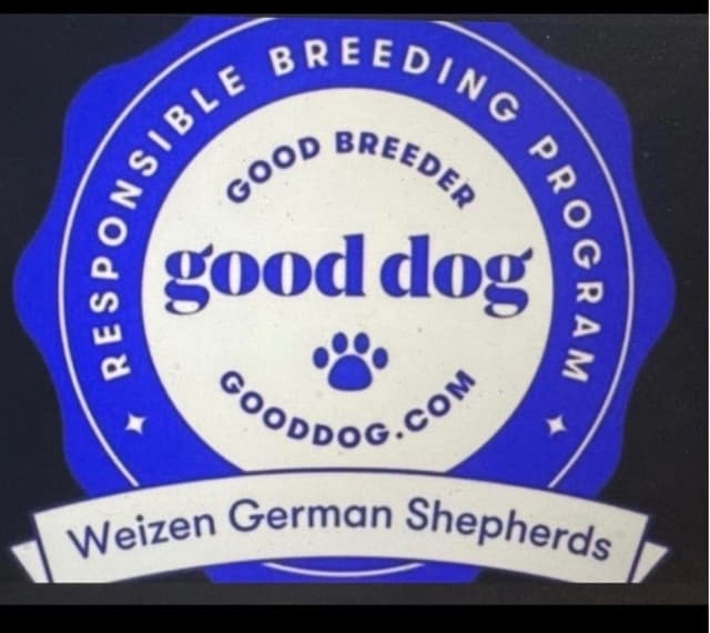 Weizen German Shepherds (Bred With H.E.A.R.T.) media 25
