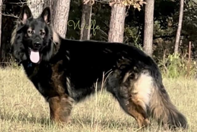 Weizen German Shepherds (Bred With H.E.A.R.T.) media 8