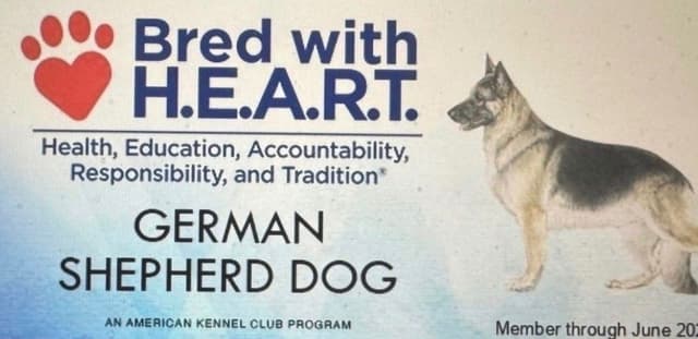 Weizen German Shepherds (Bred With H.E.A.R.T.) media 24