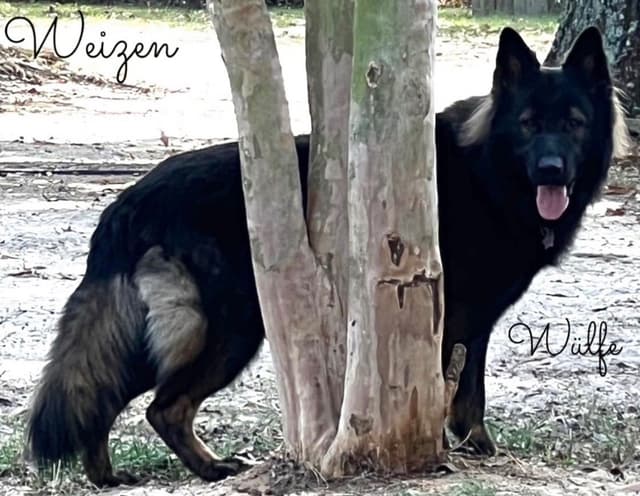 Weizen German Shepherds (Bred With H.E.A.R.T.) media 5