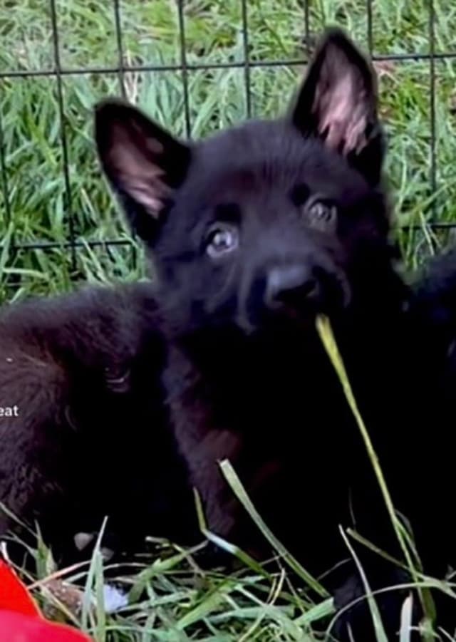 Weizen German Shepherds (Bred With H.E.A.R.T.) media 16