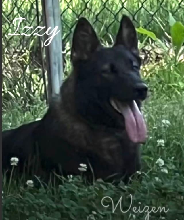 Weizen German Shepherds (Bred With H.E.A.R.T.) media 17