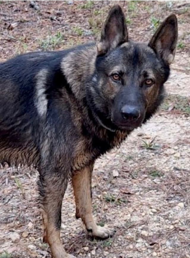 Weizen German Shepherds (Bred With H.E.A.R.T.) media 14