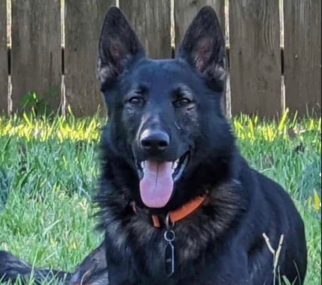 Weizen German Shepherds (Bred With H.E.A.R.T.) media 18