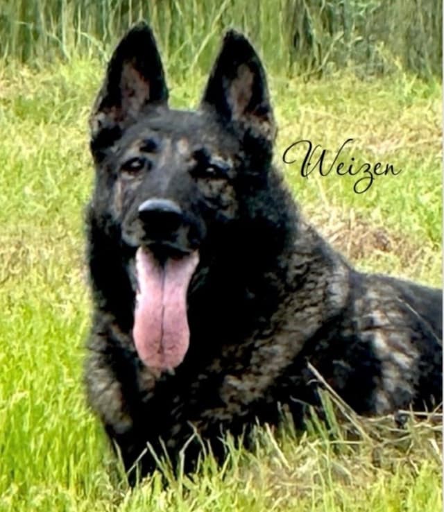Weizen German Shepherds (Bred With H.E.A.R.T.) media 6