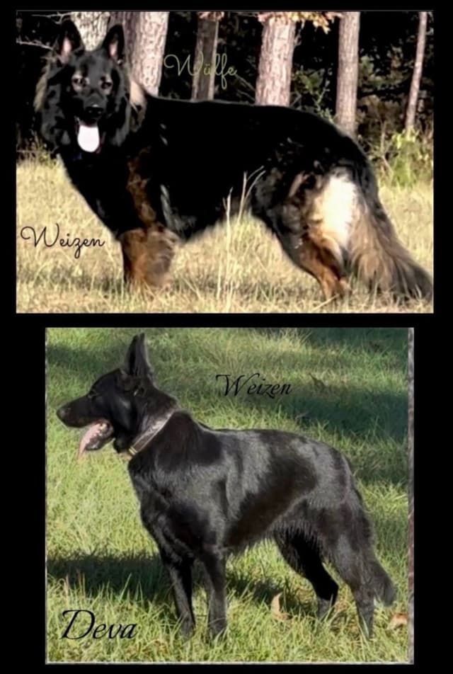 Weizen German Shepherds (Bred with H.E. A.R.T.) media 18