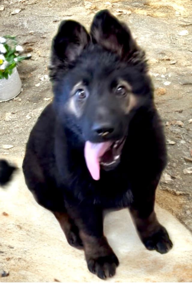 Weizen German Shepherds (Bred with H.E. A.R.T.) media 22